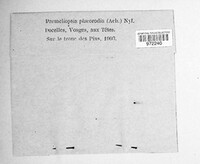 Parmeliopsis placorodia image